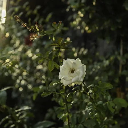 Casetta Delle Rose Sull'etna *