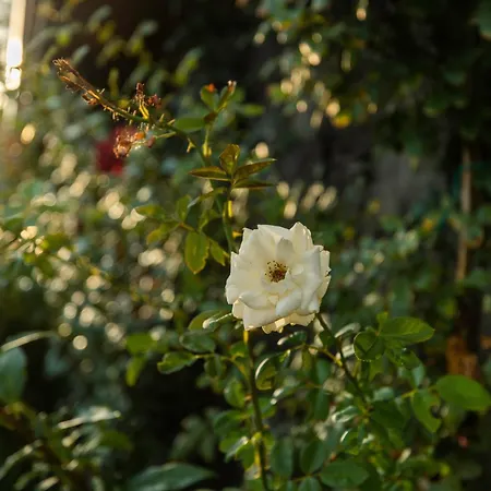 Casetta Delle Rose Sull'etna *
